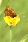 Euphydryas aurinia