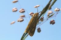 Spiris striata