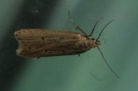 Helcystogramma