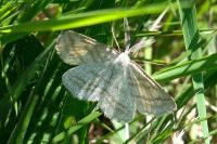 Perconia strigillaria