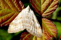 Aplocera