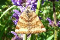 Euclidia glyphica