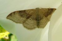 Idaea degeneraria