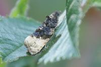 Hedya nubiferana