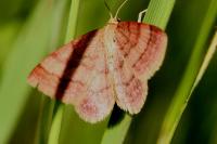 Scopula rubiginata