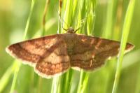Scopula rubiginata