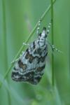 Scoparia pyralella