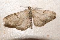 Peribatodes rhomboidaria