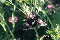 Tyta luctuosa
