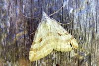 Aplocera