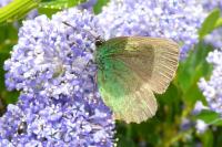 Callophrys rubi