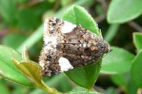 Tyta luctuosa