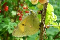 Colias crocea