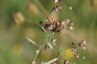Melitaea cinxia