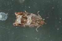 Ancylis achatana