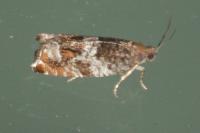 Ancylis achatana