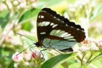 Limenitis reducta