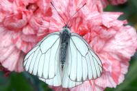 Aporia crataegi