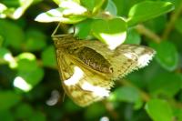 Ostrinia nubilalis