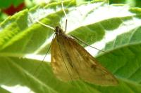 Ostrinia nubilalis