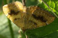 Camptogramma bilineata