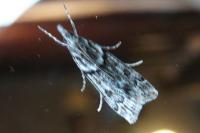 Eudonia angustea