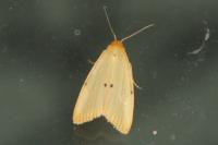 Cybosia mesomella