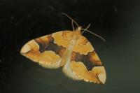 Cidaria fulvata