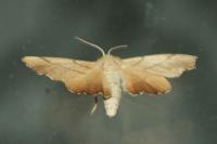 Ennomos erosaria