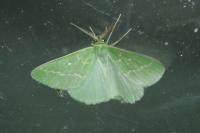 Thetidia smaragdaria