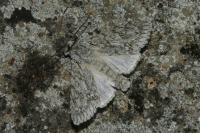 Acronicta aceris