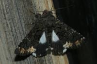 Catephia alchymista