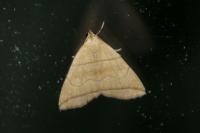 Herminia grisealis