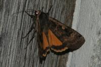 Noctua pronuba