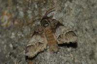 Drymonia dodonaea