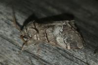 Drymonia querna