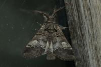 Drymonia querna