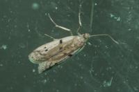 Phycitodes binaevella