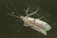 Phycitodes binaevella
