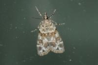 Eudonia mercurella
