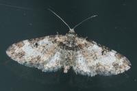 Eupithecia irriguata