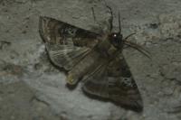 Tethea ocularis