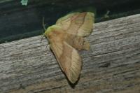Malacosoma neustria