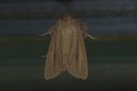 Mythimna pudorina