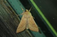 Mythimna vitellina