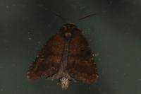 Rusina ferruginea