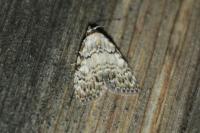 Meganola strigula