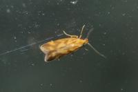 Mirificarma flavella