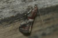 Acrobasis marmorea