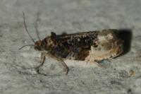 Hedya nubiferana